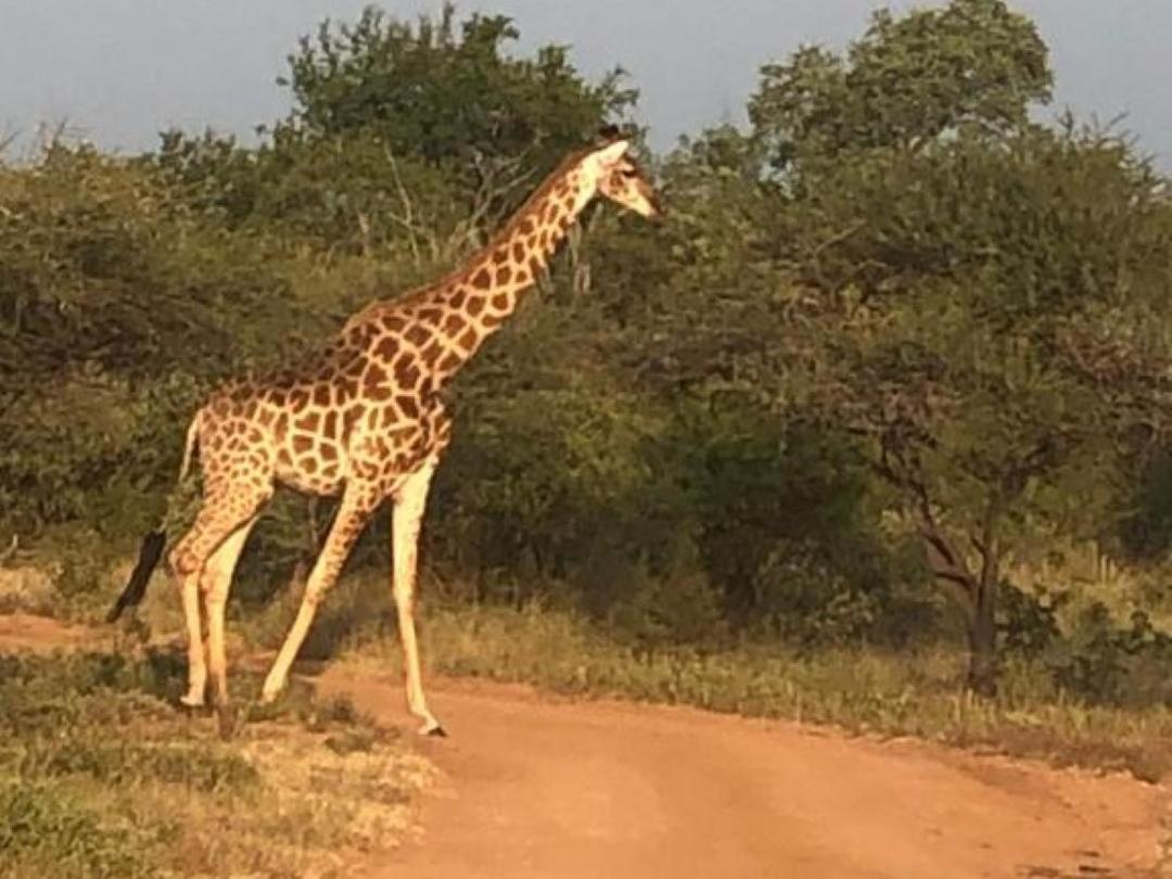 Panache Wildlife Cottage-Self Catering Hoedspruit Kültér fotó
